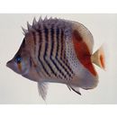 レッドバック・バタフライフィッシュ