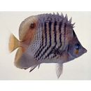 Chaetodon paucifasciatus Ahl, 1923