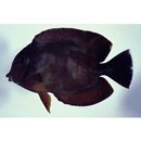 Acanthurus tristis Randall, 1993