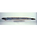 Odontamblyopus rubicundus (Hamilton, 1822)