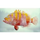 Cephalopholis igarashiensis Katayama, 1957