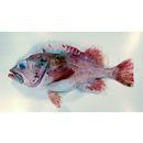 Sebastes matsubarae Hilgendorf, 1880