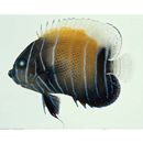 Pomacanthus navarchus (Cuvier, 1831)