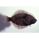 Pleuronectes yokohamae Gunther, 1877