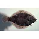 Pleuronectes yokohamae Gunther, 1877