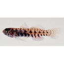 Eviota japonica Jewett et Lachner, 1983