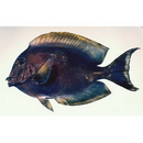Acanthurus mata (Cuvier, 1829)