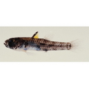 Pandaka lidwilli (McCulloch, 1917)