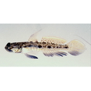 Psilogobius prolatus Watson et Lachner, 1985