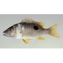 Lutjanus monostigma (Cuvier, 1828)