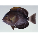 Acanthurus xanthopterus Valenciennes, 1835