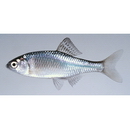 Acheilognathus melanogaster Bleeker, 1860