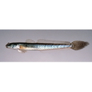 Pseudapocryptes lanceolatus (Bloch et Schneider, 1801)