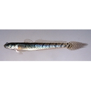 Pseudapocryptes lanceolatus (Bloch et Schneider, 1801)