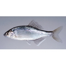 Acheilognathus tabira nakamurae Arai, Fujikawa et Nagata, 2007