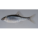 Acheilognathus tabira nakamurae Arai, Fujikawa et Nagata, 2007