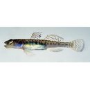 Gymnogobius macrognathos (Bleeker, 1860)