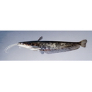 Silurus biwaensis (Tomoda, 1961)