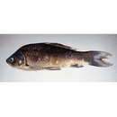 Carassius auratus langsdorfii Temminck et Schlegel, 1846