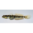 Vanderhorstia sp. 2 of Suzuki et Shibukawa (2004)