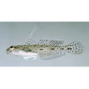 Oplopomops sp. 1 of Suzuki and Shibukawa, 2004