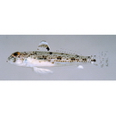 トンガリハゼ属の1種4