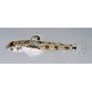 トンガリハゼ属の1種4