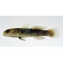 Tridentiger obscurus (Temminck et Schlegel, 1845)