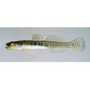 Gymnogobius macrognathos (Bleeker, 1860)