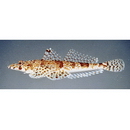 Sunagocia arenicola (Schultz, 1966)