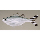 Kuhlia mugil (Forster, 1801)