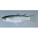 Oedalechilus labiosus (Valenciennes, 1836)