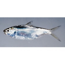 Nematalosa come (Richardson, 1846)