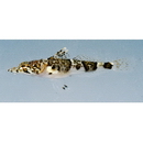 Platycephalidae, indet. gen. & sp