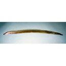 Gymnothorax phasmatodes (Smith, 1962)