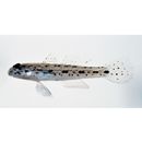 Istigobius goldmanni (Bleeker, 1852)