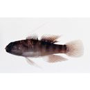 Asterropteryx semipunctata Ruppell, 1830