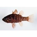 Fowleria vaiulae (Jordan et Seale, 1906)