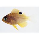 Pomacentrus amboinensis Bleeker, 1868