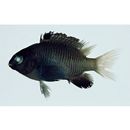 Stegastes insularis Allen et Emery, 1985