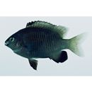 Stegastes insularis Allen et Emery, 1985