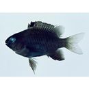 Stegastes insularis Allen et Emery, 1985