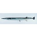 Tylosurus crocodilus crocodilus (Peron et Lesueur, 1821)