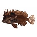 Paracentropogon longispinis (Cuvier, 1829)