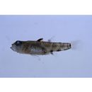 Pandaka trimaculata Akihito et Meguro, 1975