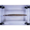 Conger myriaster (Brevoort, 1856)