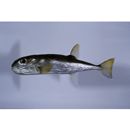 Lagocephalus spadiceus (Richardson, 1845)