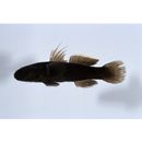 Tridentiger obscurus (Temminck et Schlegel, 1845)