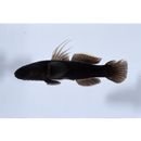 Tridentiger obscurus (Temminck et Schlegel, 1845)