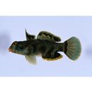 Pterosynchiropus picturatus (Peters, 1877)